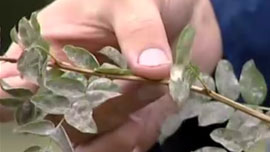 H&auml;rm&auml;n peitt&auml;m&auml; kasvi. Kuva: Puutarhaunelmia