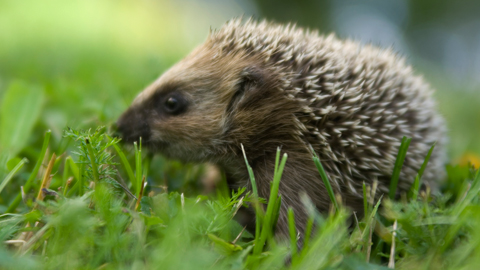 Kiitos osallistumisestasi Puutarhaunelmien valokuvakilpailuun. Kuva: Siilin kesä. Kristiina Koskinen, Filmiteollisuus