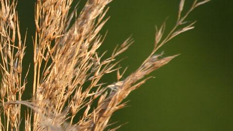 Koristeheinät sopivat myös puutarhaan. Kuva: SXC