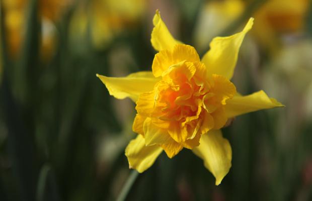 Kuin aurinko ja tähti yhdistyneenä. Kuva: Ada Pykäläniemi Kuin aurinko ja tähti yhdistyneenä. Kuva: Ada Pykäläniemi