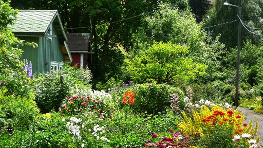 Mökkielämää siirtolapuutarhassa. Kuva: Tuula Nyberg, Yle