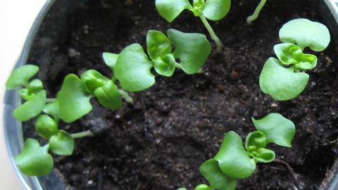 Taimien kouliminen. Kuva: YLE