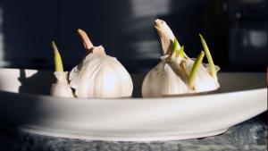 Nappituntuma: Jo vihertää!. Kuva: Kati Tavilampi.