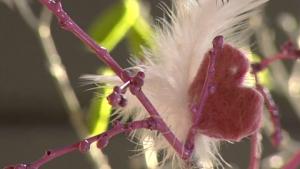 Strömsön tuunatut pääsiäisoksat eivät tarvitse vettä. Kuva: Strömsö