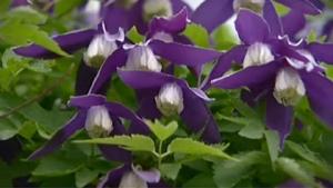 Kukkiva kärhö. Kuva: Puutarhaunelmia, Filmiteollisuus