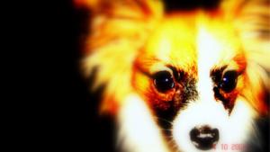 Lasten valokuvauskilpailun satoa: Perhoskoira Lilla. Kuvaajana Sara 9v., Siilinjärvi.