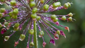 Kysymyksiä ja vastauksia puutarhanhoidosta. Kuva: Filmiteollisuus