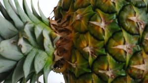 Ananaksen kasvatus hedelmästä. Kuva: Stock.xchng