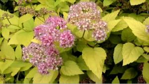 Angervojen leikkausohjeet. Kuva: Puutarhaunelmia