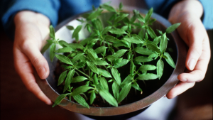 Lasten puutarha on monipuolinen. Kuva: Seppo Sarkkinen, Yle