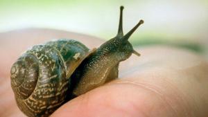 Puutarhaohjelmien kevät ja kesä 2010 YLEllä. Kuva: Seppo Sarkkinen, YLE