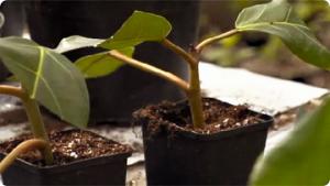 Fiikuksen leikkaaminen ja pistokkaan otto