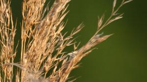 Koristeheinät sopivat myös puutarhaan. Kuva: SXC