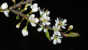 Hämärässä Rolle viittoo Veeraan "rakkaus". Kuva: stock.xchng