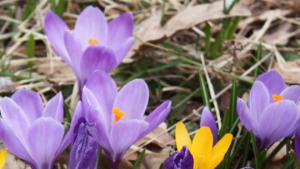 Kevään ensimmäiset krookukset. Kuva: Yle/Annukka Väisänen