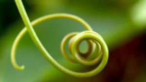 Kyökkipuutarhasta potager. Kuva: Stock.xchng