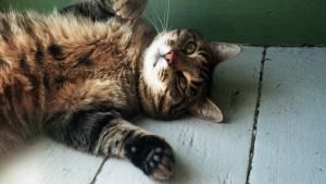 Perheen aika: Meillekö lemmikki? Kuva: Seppo Sarkkinen, Yle