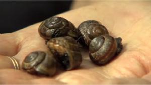 Lehtikotiloiden hävittäminen. Kuva: YLE Lehtikotiloiden hävittäminen. Kuva: YLE