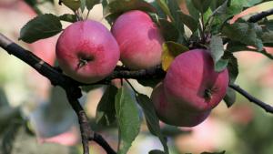 Suunnittele pihasi tuottamaan satoa. Kuva: Pekka Kauranen, Yle