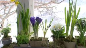 Kevätasetelma ikkunalle sipuli- ja ruukkukasveista. Kuva: Strömsö