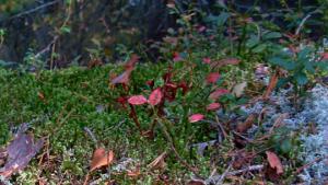Metsänpohjamaton eli kuntan asentaminen pihalle. Kuva: Puutarhaunelmia