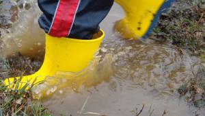 Lokakuun aarteita. Kuva: Shannon Pifko, stock.xchng