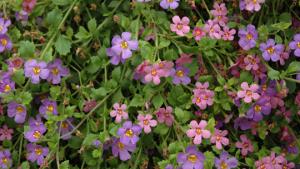 Hoida amppelikukkaa oikein. Lumihiutale. Kuva: www.kukkainfo.fi