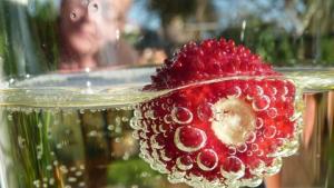 Mansikka. Kuva: Susanne Koskimäki.