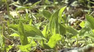 Sormustinkukan siirtäminen uuteen kasvupaikkaan. Kuva: Puutarhaunelmia