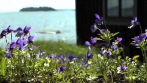 Keto-orvokin siirtäminen uuteen kasvupaikkaan. Kuva: Puutarhaunelmia