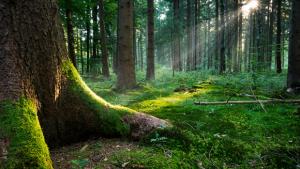 Perheen aika: Luonnonläheistä arkea päiväkodissa. Kuva: Andreas Krappweis, stock