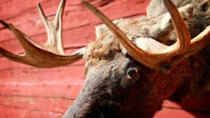 Hirvensarvia ja muita miehisiä sisustuskötöstyksiä . Kuva: Tero Kyllönen.