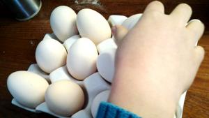 Munia omilta kanoilta, Kuva: Laitakaupungin kanat, Yle Olotila.