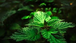 Santeri Hämäläinen: Villinä yrteistä. Kuva: Steve Ford, stock.xchng