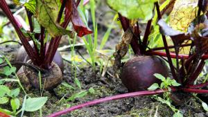 Punajuuret pullistelevat kasvimaalla. Kuva: Siiri Huttunen