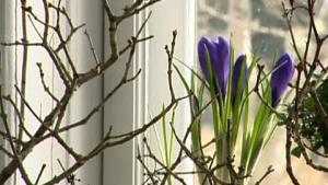 Oksat tuovat sisälle kevään - näillä vinkeillä onnistut. Kuva: Strömsö