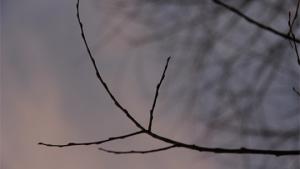 Kevät syntyy. Kuva: Ada Pykäläniemi