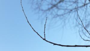 Valoa kansalle! Kuva: Ada Pykäläniemi