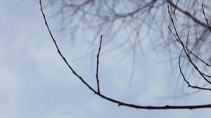 Rampa oksa. Kuva: Ada Pykäläniemi