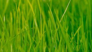 Pääsiäisruoho kasvaa viikossa. Kuva: Stockxchng