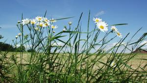 Ota kukkien kauneus talteen. Herbaarion tekeminen. Kuva: Arja Lento, Yle