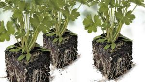 Persiljan voi istuttaa lavatarhaan jo huhtikuussa. Kuva: SXC/YLE