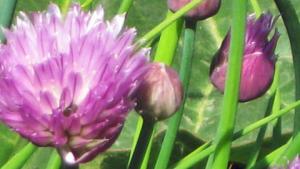 Ruohosipulilla on syötävä kukinto. Kuva: Heli Mäkikauppila, YLE Kuvapalvelu