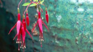 Kukkia ja vihanneksia ruukkuun. Puutarhaunelmia. Kuva: stock.xchng