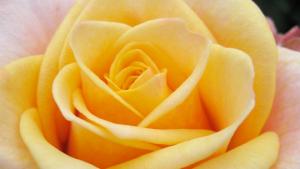 Istuta jaloruusuja. Kuva: www.kukkainfo.fi