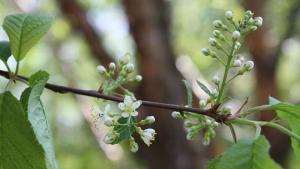Tuohituomi kasvaa Kaisaniemen kasvitieteellisessä puutarhassa. Kuva: Anneli Sal