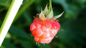 Vattupensaiden hoito. Kuva: Arja Lento, YLE Kuvapalvelu.