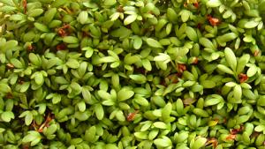 Vesikrassi kasvaa talouspaperissa, toimii pääsiäisruohona ja maistuu leivän päällä. Kuva: Stock.xchng