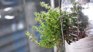 Windowfarm. Kuva: Pocketgrow