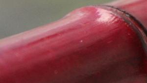 Bambukeppi keppijumppaan. Kuva: Ulla Vuorela